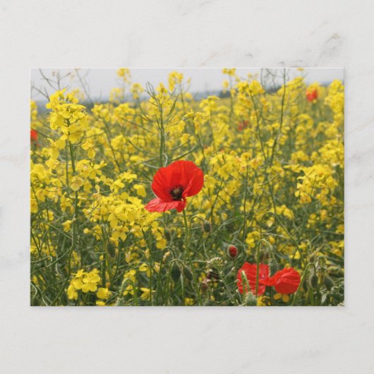 Poppy Postkarte (Vorderseite)