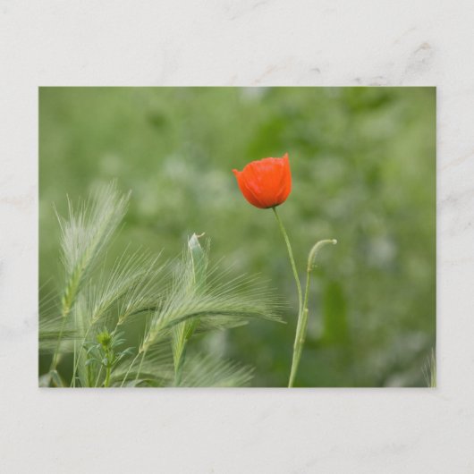 Poppy Postkarte (Vorderseite)
