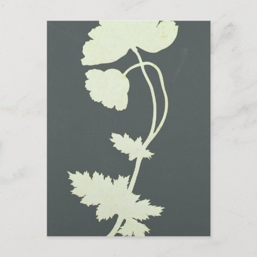 Poppy Postkarte (Vorderseite)