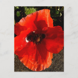 Poppy Postkarte