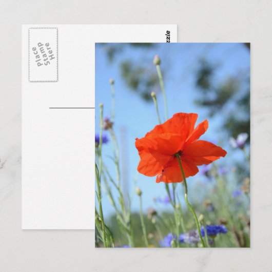 Poppy Postkarte (Vorne/Hinten)