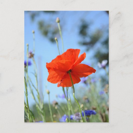 Poppy Postkarte (Vorderseite)