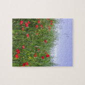 Poppy Puzzle (Horizontal)