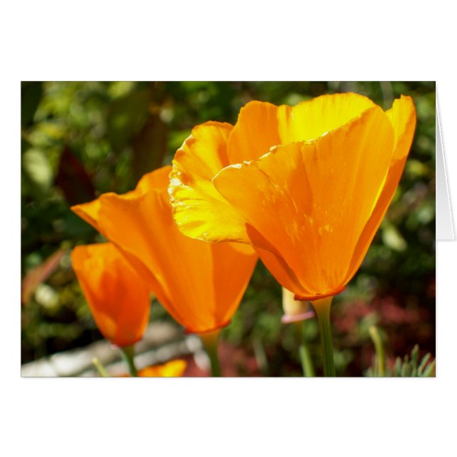 Poppy Trio (Vorderseite (Horizontal))