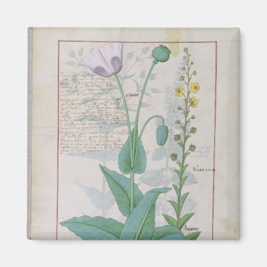 Poppy und Figwort Magnet (Vorne)