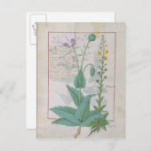 Poppy und Figwort Postkarte (Vorne/Hinten)