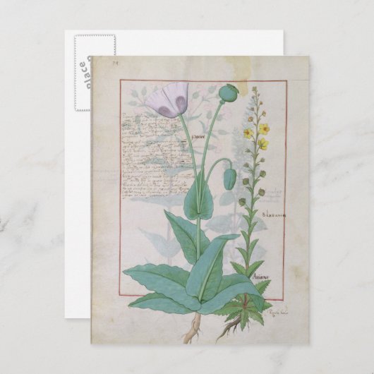 Poppy und Figwort Postkarte (Vorne/Hinten)