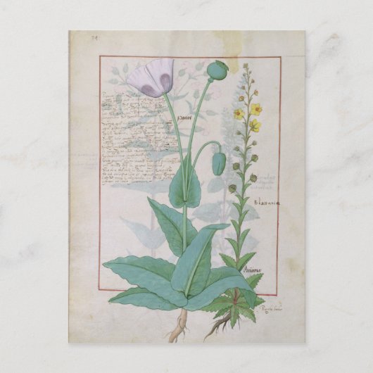 Poppy und Figwort Postkarte (Vorderseite)