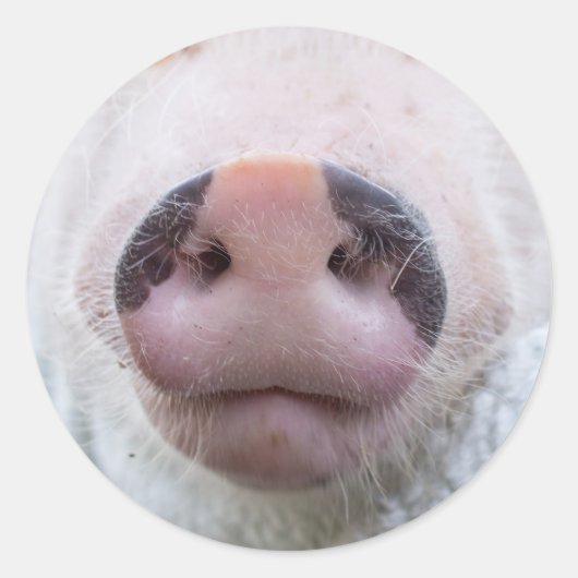 Poppy und Podrick Sticker (Vorderseite)