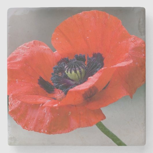 Poppy-Untersetzer Steinuntersetzer (Vorderseite)