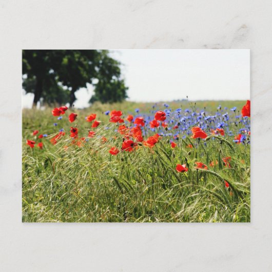 Poppyfield Postkarte (Vorderseite)