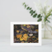 "Popsicles der Natur" Postkarte (Stehend Vorderseite)