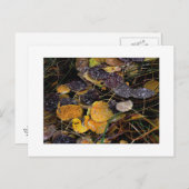 "Popsicles der Natur" Postkarte (Vorne/Hinten)