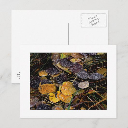 "Popsicles der Natur" Postkarte (Vorne/Hinten)