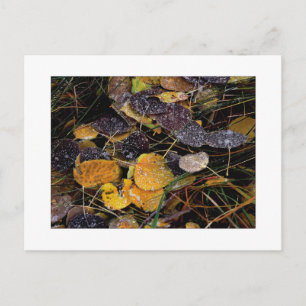 "Popsicles" Postkarte