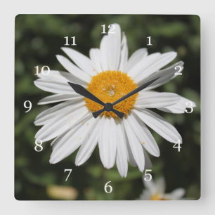 popular flower, pretty wild white daisy photograph quadratische wanduhr