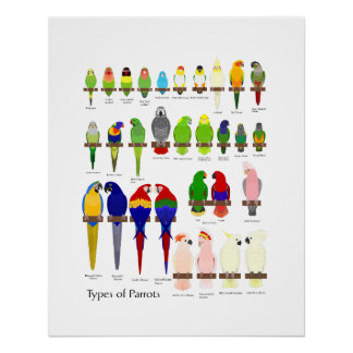 popular pet parrots types chart