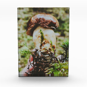Porcini Mushroom im schwedischen Wald Fotoblock