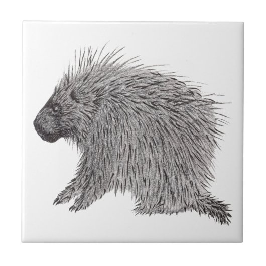 Porcupine Fliese (Vorderseite)