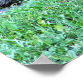 Porcupine Foto Poster (Ecke)