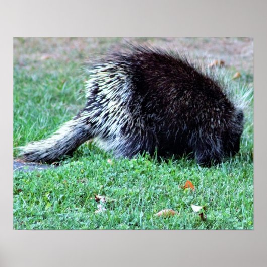 Porcupine Foto Poster (Vorne)
