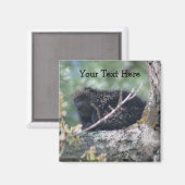 Porcupine im Foto Magnet für Tiere (Vorderseite/Rückseite)