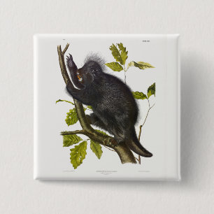 Porcupine in Nordamerika oder Kanada von Audubon Button