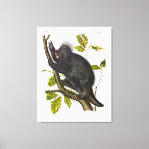 Porcupine in Nordamerika oder Kanada von Audubon Leinwanddruck