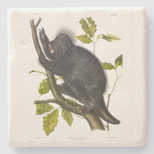 Porcupine in Nordamerika oder Kanada von Audubon Steinuntersetzer (Vorderseite)