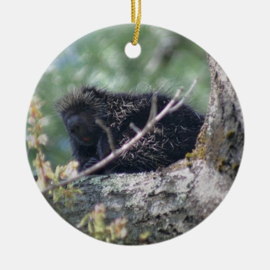 Porcupine in Tree Animal Ornament (Vorne)