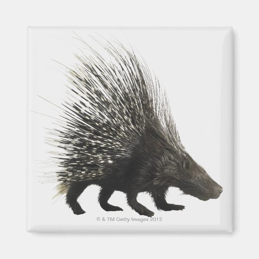 Porcupine Magnet (Vorne)