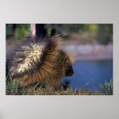 Porcupine Poster (Vorne)
