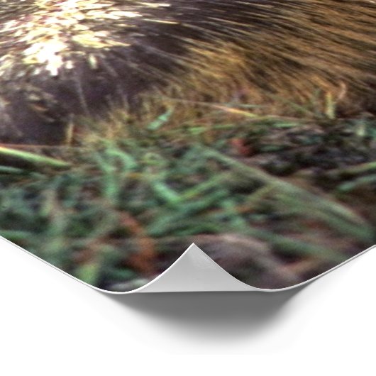 Porcupine Poster (Ecke)