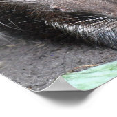 Porcupine Poster (Ecke)