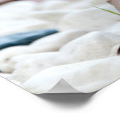 Porcupine Poster (Ecke)