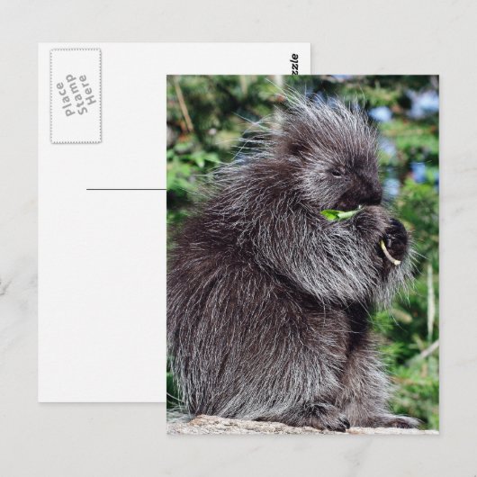 Porcupine Postkarte (Vorne/Hinten)