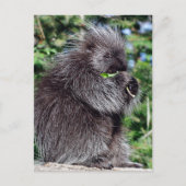 Porcupine Postkarte (Vorderseite)