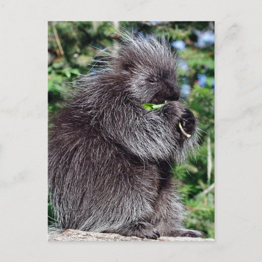 Porcupine Postkarte (Vorderseite)