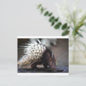 Porcupine Postkarte (Stehend Vorderseite)