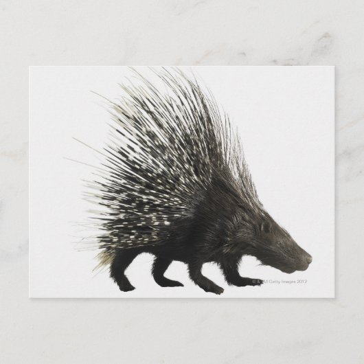 Porcupine Postkarte (Vorderseite)