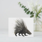 Porcupine Postkarte (Stehend Vorderseite)