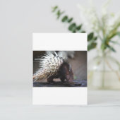 Porcupine Postkarte (Stehend Vorderseite)