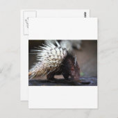 Porcupine Postkarte (Vorne/Hinten)