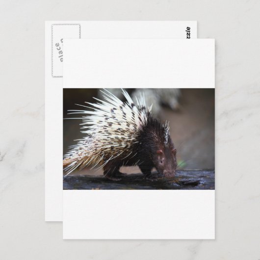 Porcupine Postkarte (Vorne/Hinten)