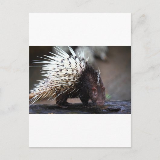 Porcupine Postkarte (Vorderseite)