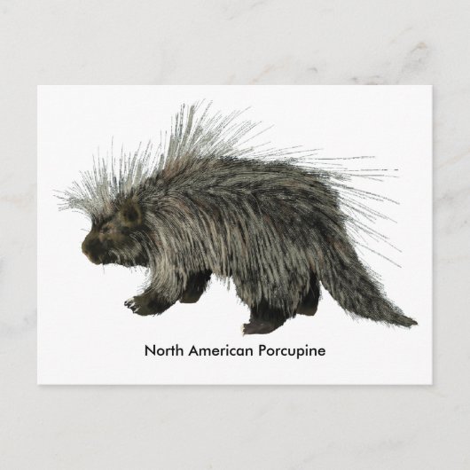 Porcupine Postkarte (Vorderseite)