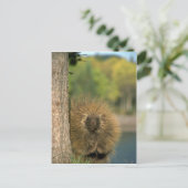 Porcupine Postkarte (Stehend Vorderseite)