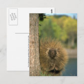 Porcupine Postkarte (Vorne/Hinten)