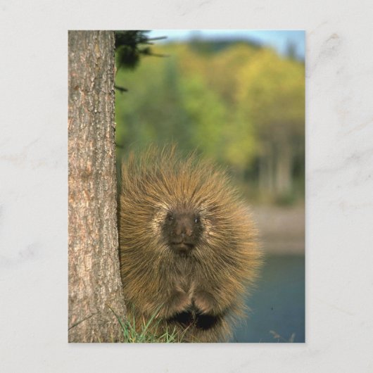 Porcupine Postkarte (Vorderseite)