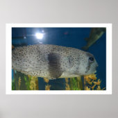 Porcupine Puffer Poster (Vorne)